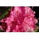 Rododendron różowy plakat foto kwiaty 13x18cm do 70x100cm dekoracja ścienna
