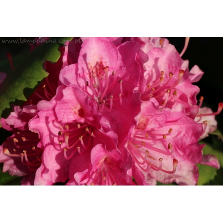 Rododendron różowy plakat foto kwiaty 13x18cm do 70x100cm dekoracja ścienna