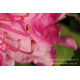 Rododendron różowy plakat foto kwiaty 13x18cm do 70x100cm dekoracja ścienna