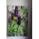 Lilak kwiatki romantycznie różowy plakat foto kwiaty 13x18cm do 70x100cm dekoracja ścienna