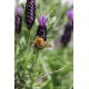 Trzmiel plakat foto 13x18cm do 70x100cm dekoracja ścienna