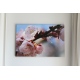 Rododendron różowy obraz foto kwiaty 20x30cm do 70x100cm dekoracja ścienna