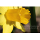 Żonkil mini F fotoplakat przyroda 13x18cm do 70x100cm dekoracja ścienna
