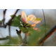 Kwiat jabłoni fotoplakat natura 13x18cm do 70x100cm dekoracja ścienna
