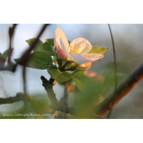 Kwiat jabłoni fotoplakat natura 13x18cm do 70x100cm dekoracja ścienna
