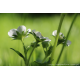 Kwiaty truskawki plakat foto rośliny 13x18cm do 70x100cm dekoracja ścienna